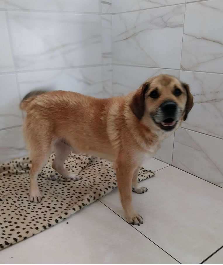Pies do adopcji