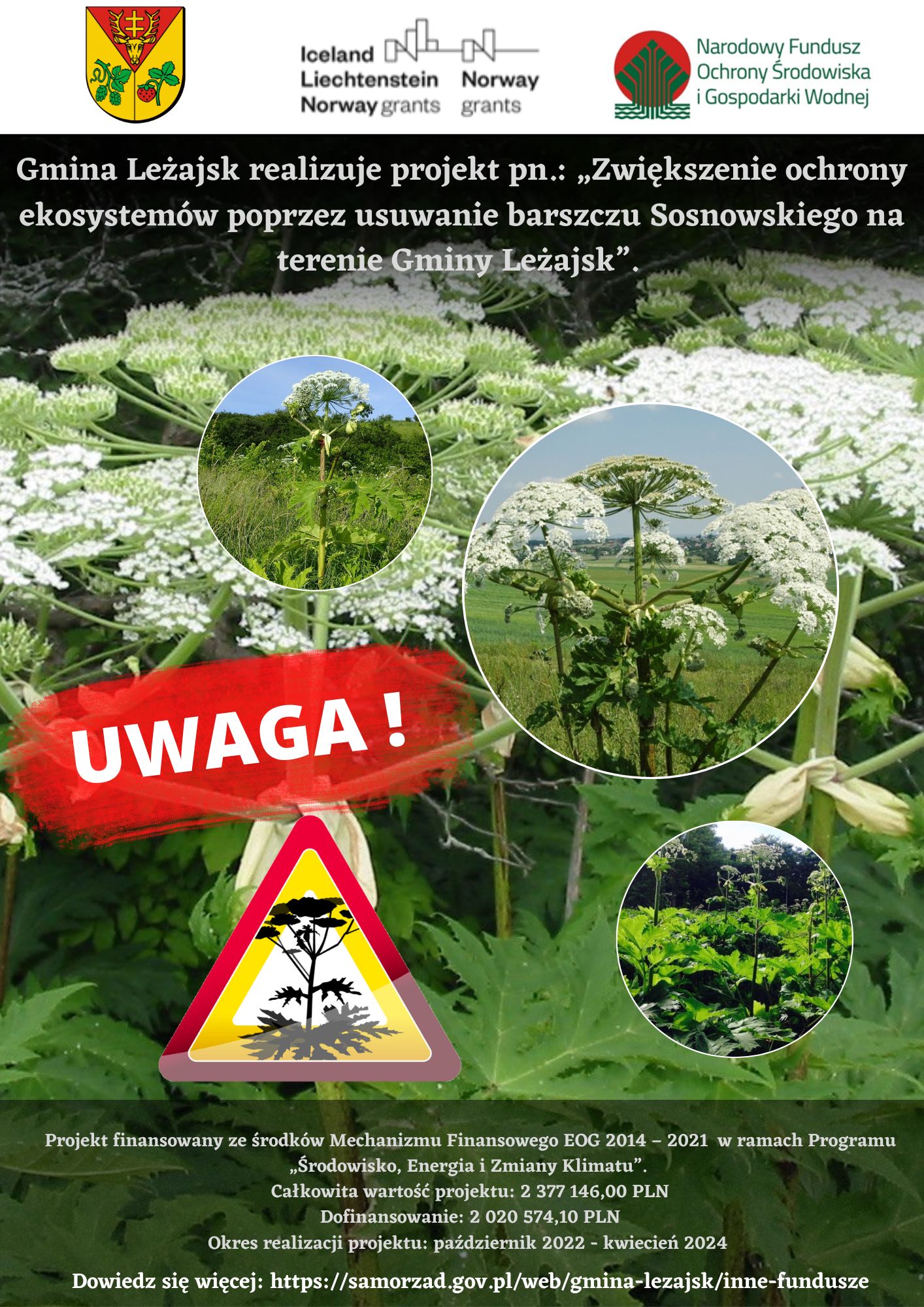 Walka z barszczem sosnowskiego 