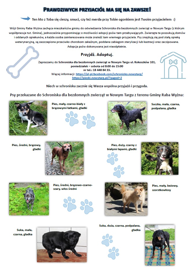 Plakat zachęcający do adopcji psów ze schroniska