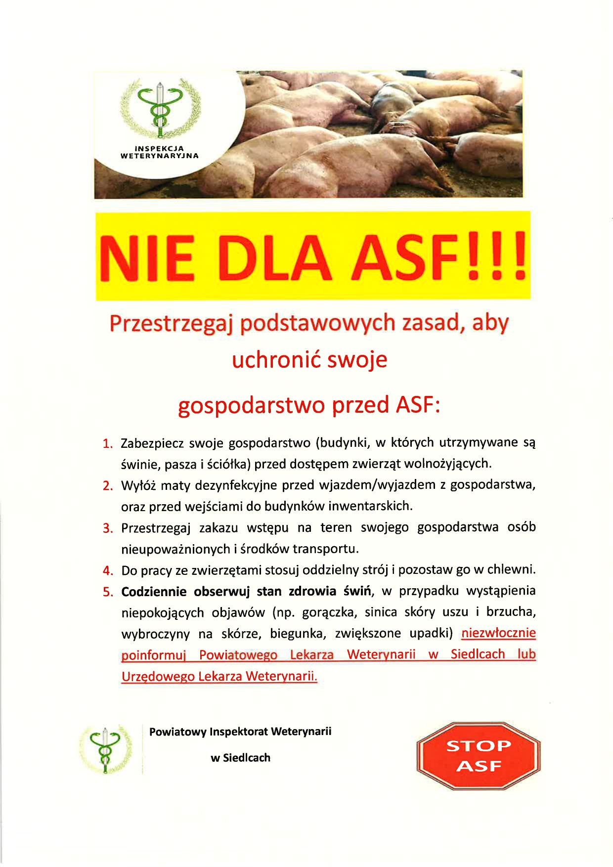 logo inspekcji weterynaryjnej, w tle świnki. napis: nie dla ASF, przestrzegaj podstawowych zasad, aby uchronić swoje gospodarstwo przed ASF. Więcej informacji pod numerem telefonu 25 632 60 27
