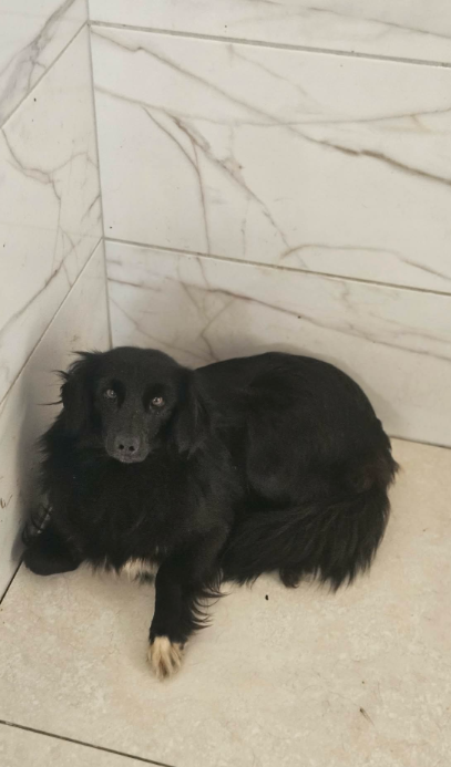 pies do adopcji 
