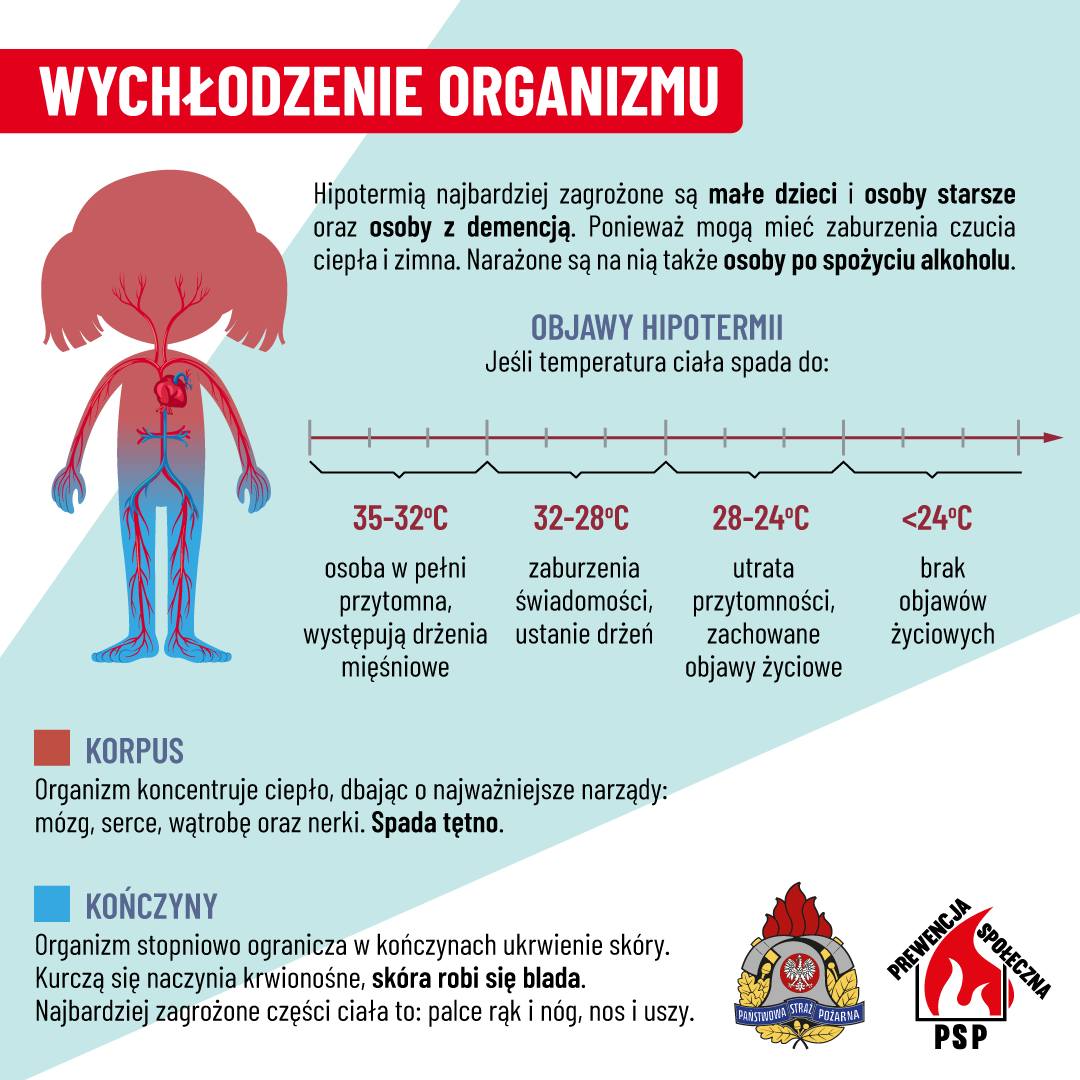 WYCHŁODZENIE ORGANIZMU Hipotermią najbardziej zagrożone są małe dzieci i osoby starsze oraz osoby z demencją. Ponieważ mogą mieć zaburzenia czucia ciepła i zimna. Narażone są na nią także osoby po spożyciu alkoholu. OBJAWY HIPOTERMII Jeśli temperatura ciała spada do: 35-32°C osoba w pełni przytomna, występują drżenia mięśniowe 32-28°C zaburzenia świadomości, ustanie drżeń 28-24°C utrata przytomności, zachowane objawy życiowe poniżej 24°C brak objawów życiowych KORPUS Organizm koncentruje ciepło, dbając o najważniejsze narządy: mózg, serce, wątrobę oraz nerki. Spada tętno. KOŃCZYNY Organizm stopniowo ogranicza w kończynach ukrwienie skóry. Kurczą się naczynia krwionośne, skóra robi się blada. Najbardziej zagrożone części ciała to: palce rąk i nóg, nos i uszy.