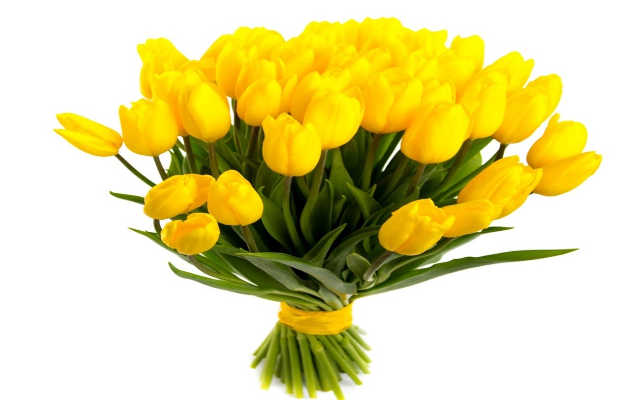 Żółte tulipany