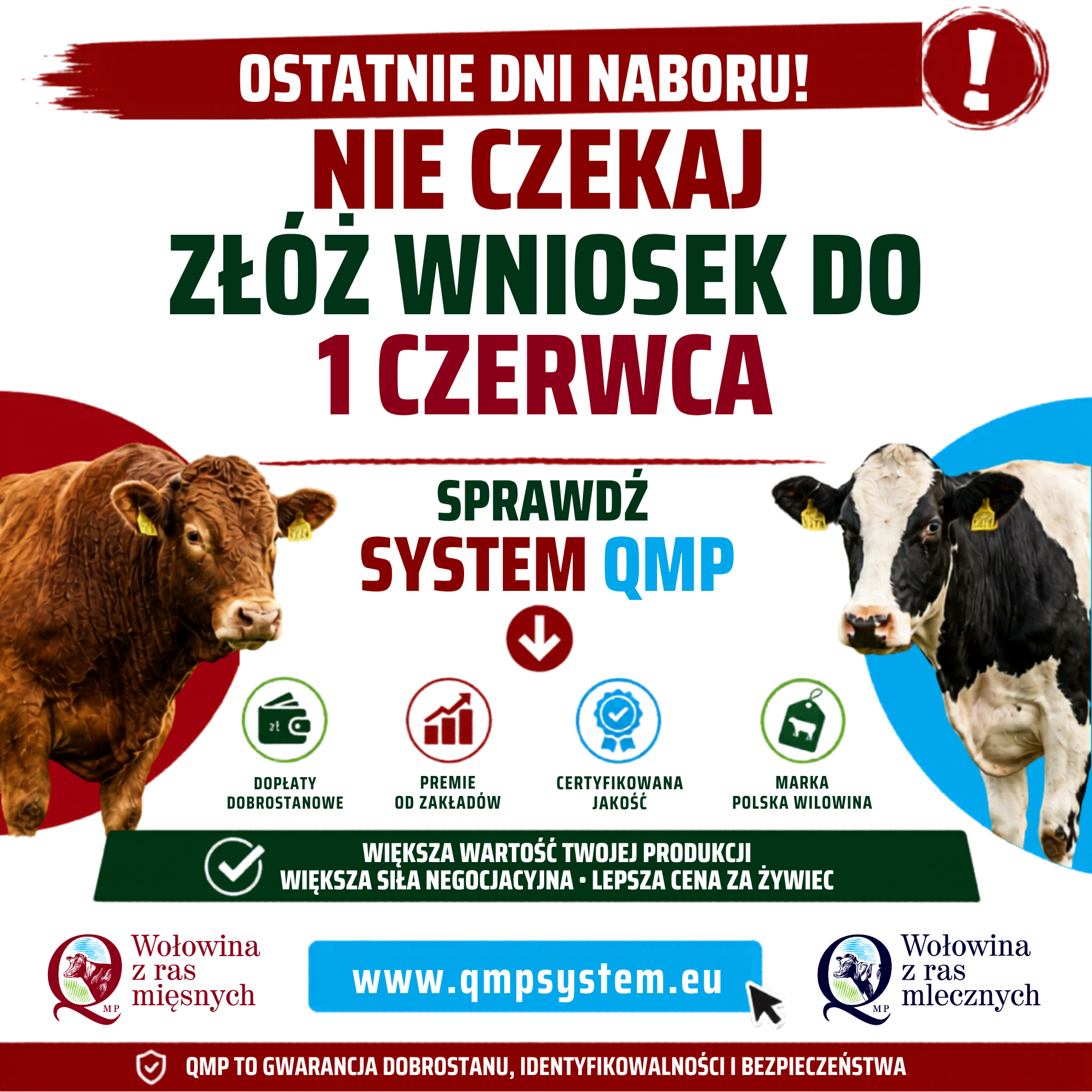 Baner reklamowy kampanii systemu QMP dotyczącej dopłat do produkcji wołowiny. Na górze czerwony napis na białym tle: „OSTATNIE DNI NA ZŁOŻENIE WNIOSKU!”. Poniżej główne hasło: „ZYSKAJ NA DOPŁATACH, POSTAW NA JAKOŚĆ”. W centralnej części znajduje się zachęta „SPRAWDŹ SYSTEM QMP” oraz cztery ikony z podpisami: dopłaty dobrostanowe, premie od zakładów, certyfikowana jakość, marka polska wołowina. Poniżej na zielonym pasie napis: „WIĘKSZA WARTOŚĆ TWOJEJ PRODUKCJI, WIĘKSZA SIŁA NEGOCJACYJNA, LEPSZA CENA ZA ŻYWIEC”. Na dole widoczny adres strony internetowej www.qmpsystem.eu, logotypy „Wołowina z ras mięsnych” i „Wołowina z ras mlecznych” oraz hasło: „QMP TO GWARANCJA DOBROSTANU, IDENTYFIKOWALNOŚCI I BEZPIECZEŃSTWA”. Obrazek ilustrują zdjęcia krów ras mięsnych i mlecznej na tle bordowych i niebieskich kształtów.