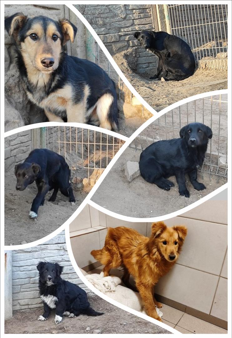  Pomóżmy wyciągnąć 6 roczniaków ze schroniska! 