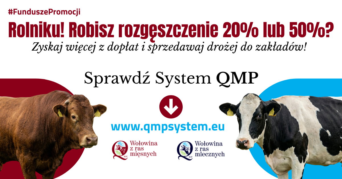 Grafika informacyjno-promocyjna systemu jakości żywności QMP (Quality Meat Program) skierowana do hodowców bydła. W górnej części znajduje się czerwony napis: „Rolniku! Robisz rozgęszczenie 20% lub 50%?” oraz dopisek poniżej: „Zyskaj więcej z dopłat i sprzedawaj drożej do zakładów!”. W centralnym punkcie widnieje wezwanie do działania: „Sprawdź System QMP” wraz z adresem strony internetowej www.qmpsystem.eu wskazanym przez czerwoną strzałkę. Po lewej stronie grafiki przedstawiono głowę brązowego byka rasy mięsnej na bordowym tle, a pod nim logo „QMP Wołowina z ras mięsnych”. Po prawej stronie widoczna jest głowa czarno-białej krowy rasy mlecznej na jasnoniebieskim tle wraz z logotypem „QMP Wołowina z ras mlecznych”. W lewym górnym rogu umieszczono hashtag #FunduszePromocji.