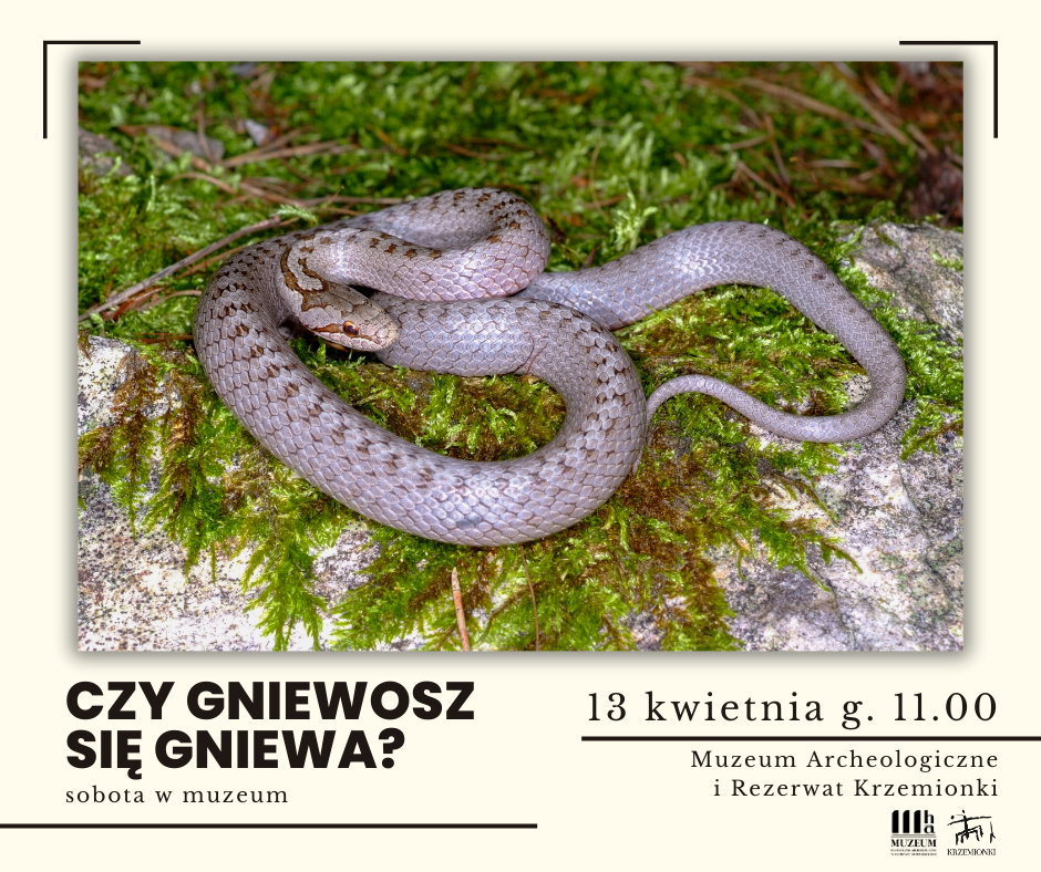 Czy gniewosz się gniewa - sobota w muzeum