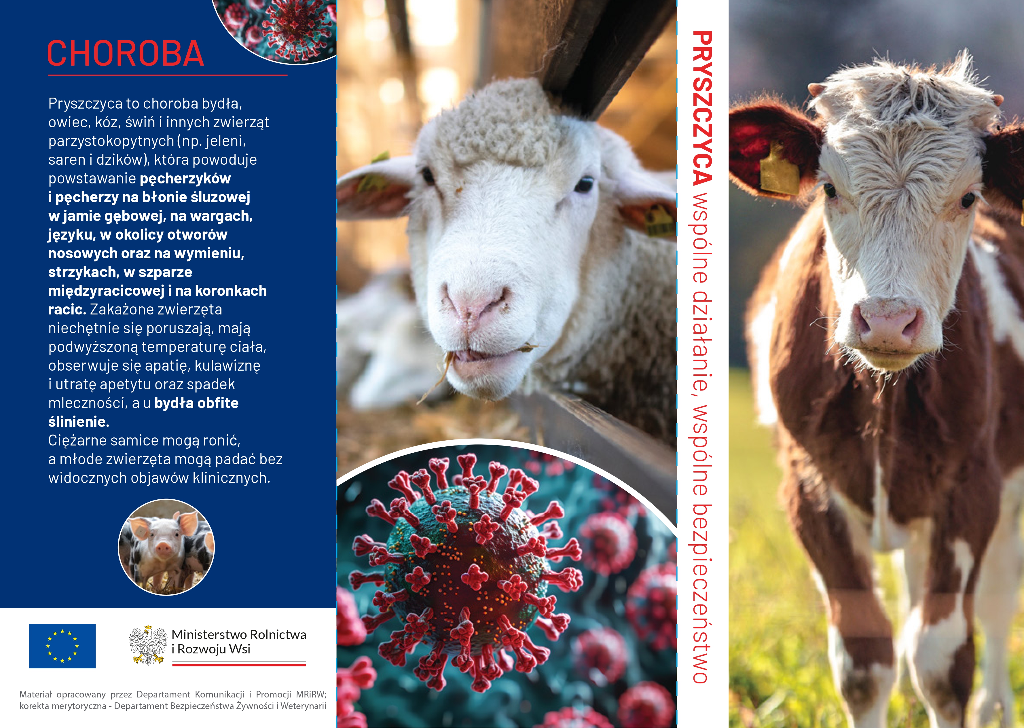 Informacja na temat pryszczycy