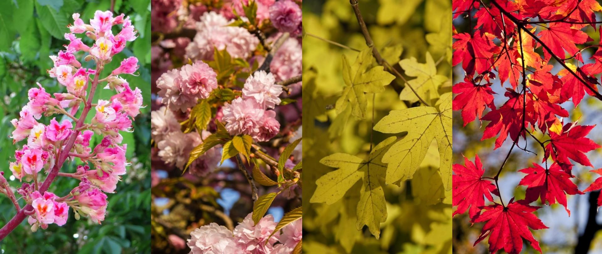 Baner podzielony na 4 części z fotografiami wymienionych w artykule gatunków drzew