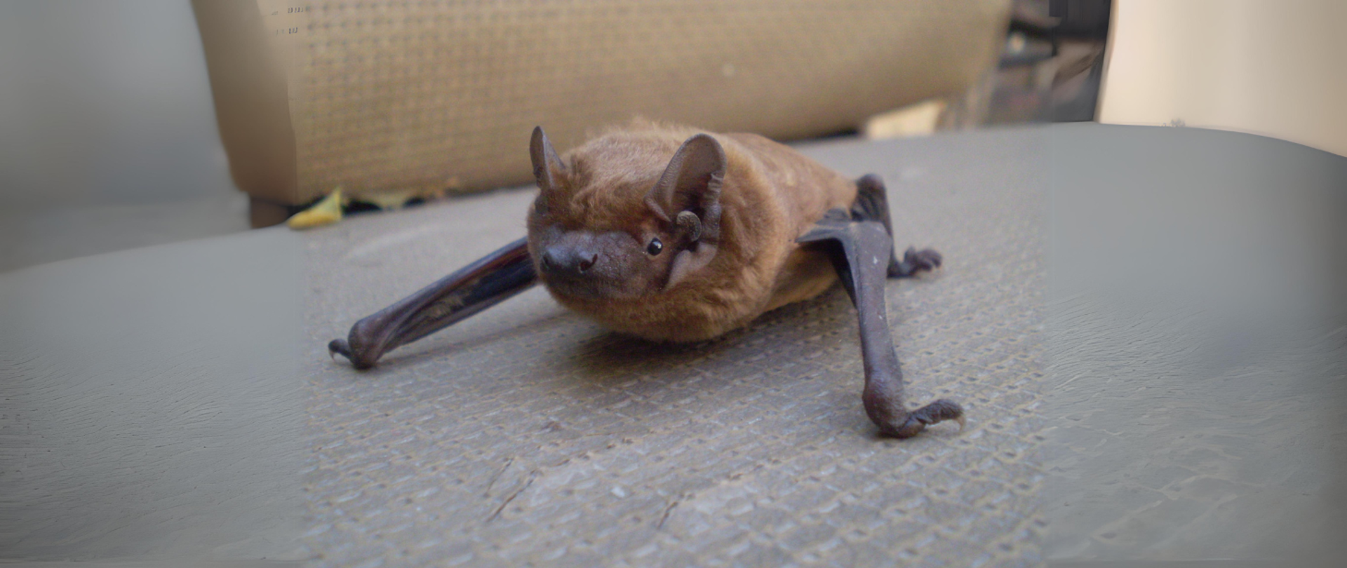 Co zrobić, kiedy znajdziemy nietoperza?