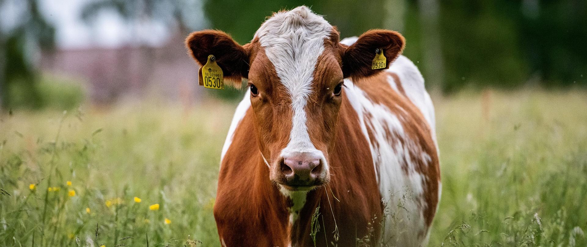Krowa skierowana w stronę aparatu stojąca w wysokiej trawie