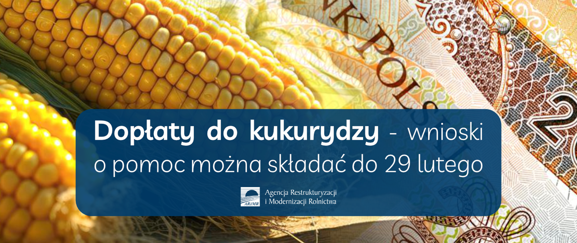 W tle zdjęcia kolby kukurydzy i banknoty. Na pierwszym planie biały tekst na granatowym tle: Dopłaty do kukurydzy - wnioski o pomoc można składać do 29 lutego