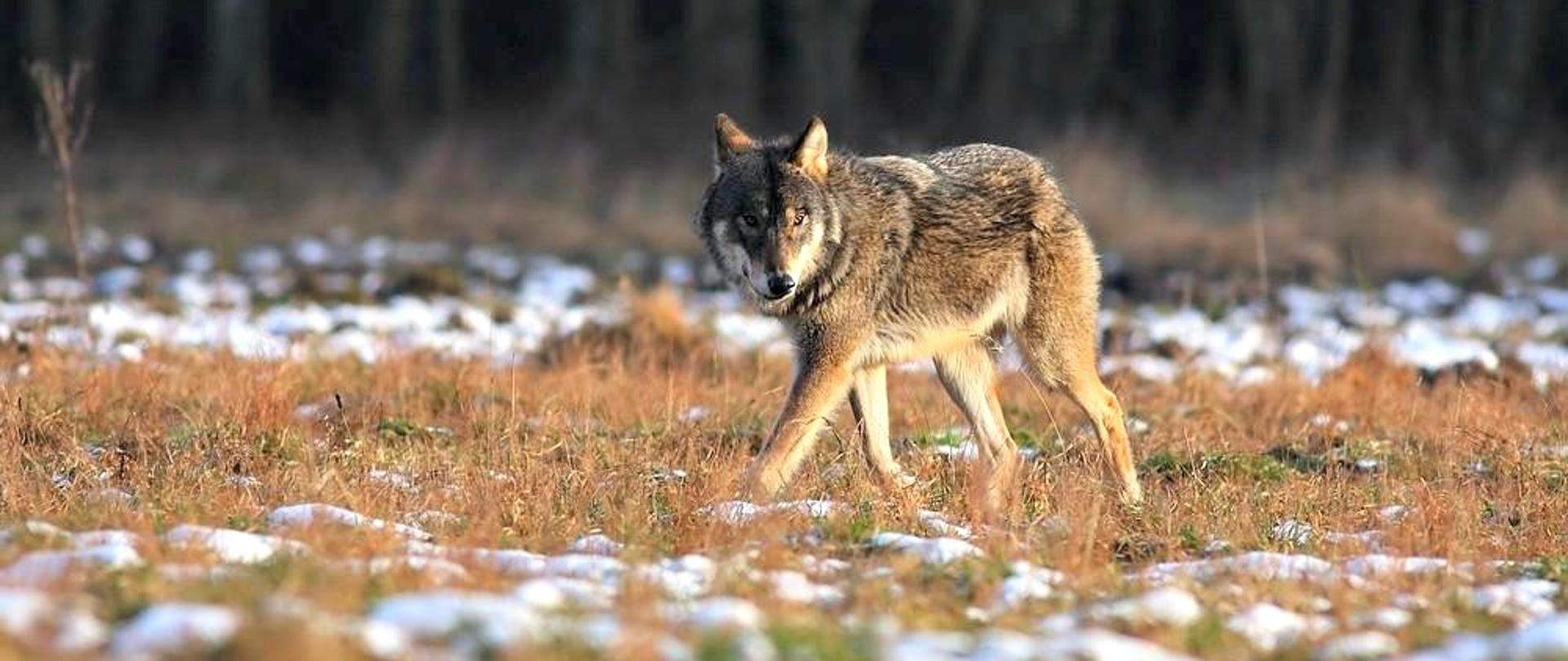 Wilk idący na trawie