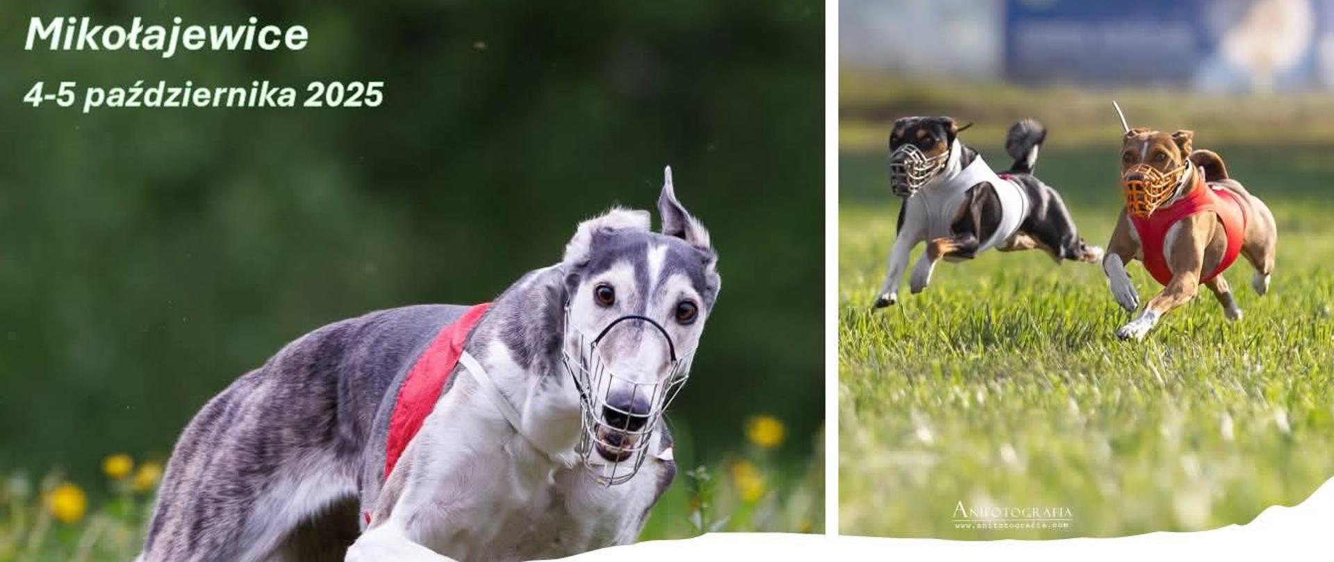 Krajowe Terenowe Wyścigi Chartów CCWC, PP!