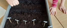 Dzieci sadzą nasionka w doniczce