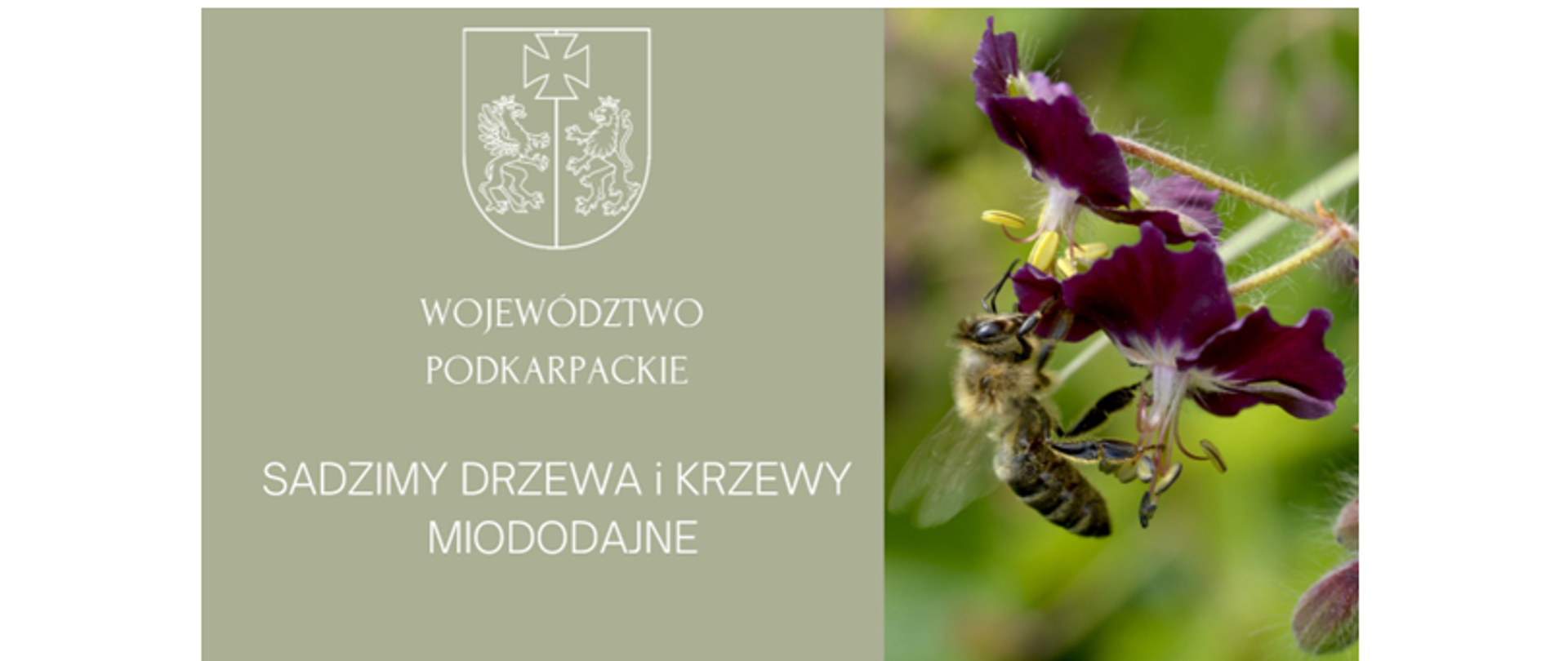 Po prawej stronie grafiki znajduje się pszczoła zbierająca pyłem z bordowego kwiatka. po lewej stronie widnieje herb województwa podkarpackiego a po dni znajduje się napis "Województwo Podkarpackie". Niżej jest napisane "sadzimy drzewa i krzewy miododajne"
