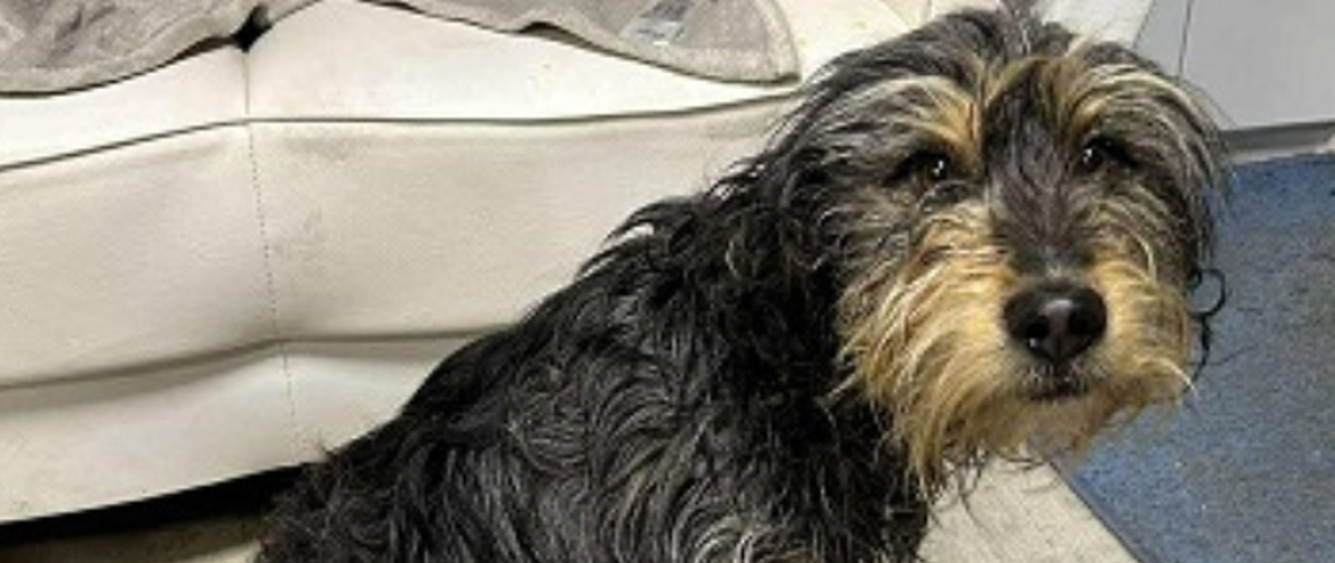 Pies ze smyczą siedzący na podłodze z drewnianych paneli za nim kanapa z kocem