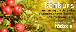 Konkurs na nazwę dla drzewka dwuodmianowej jabłoni