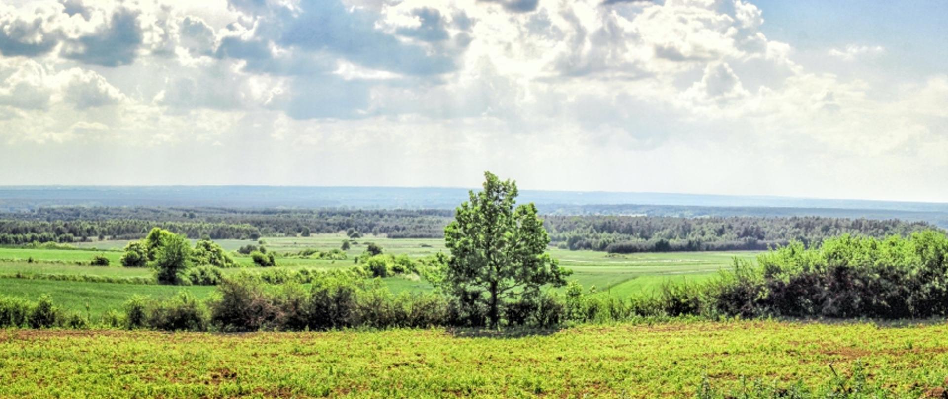 Zdjęcie przedstawia wczesnowiosenny krajobraz, zielone pola uprawne, za którymi w oddali znajdują się lasy. Na pierwszym planie znajduje się miedza oddzielająca pola, z której wyrasta młode drzewko okryte wczesnym listowiem. Zdjęcie zostało wykonane w słoneczny dzień. Pola skąpane są w promieniach słońca, które wyłaniają się spomiędzy obłoków.