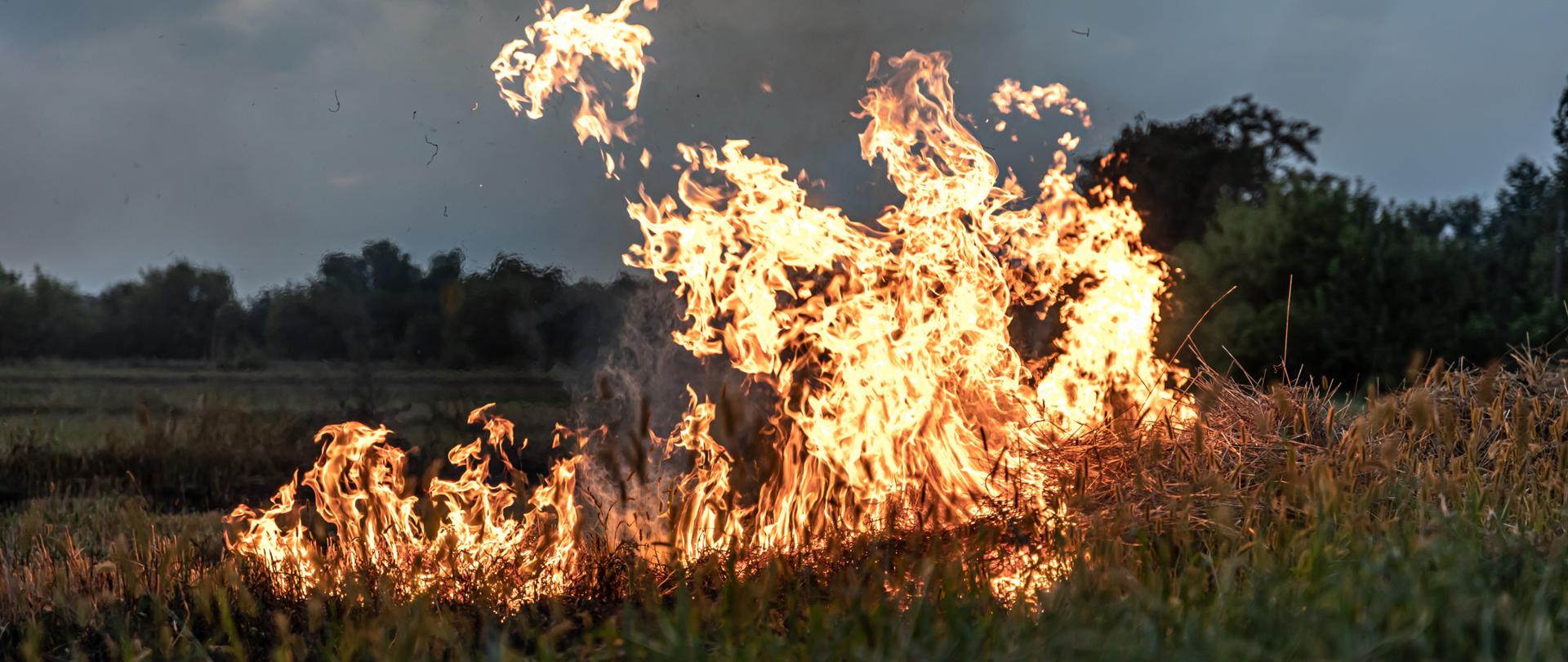 Płonąca trawa na polu. W tle niebo i las.