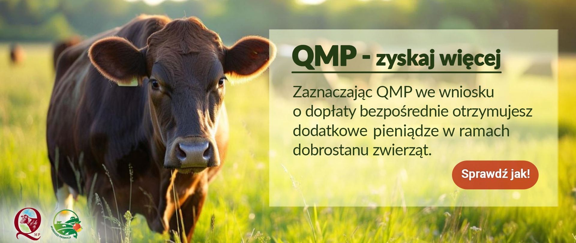 Na fotografii z prawej srtrony brązowa krowa. Fotografia w kolorystyce zielonej. Treść: QMP - zyskaj więcej Zaznaczając QMP we wniosku o dopłaty bezpośrednie otrzymujesz dodatkowe pieniądze w ramach dobrostanu zwierząt. 