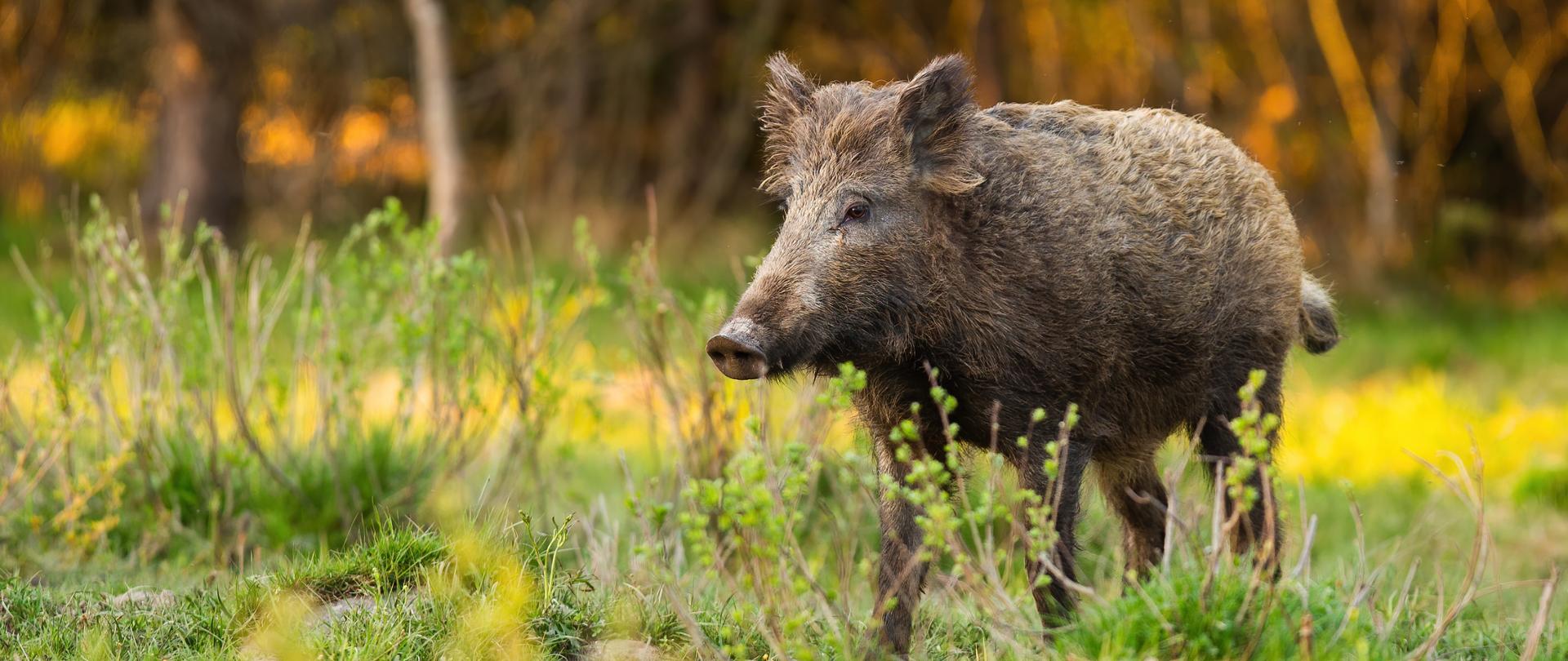 Dziki stojący na leśnej polanie wśród wysokiej trawy i młodych roślin. Zwierzę jest sfotografowane w ciepłym, wieczornym świetle, na tle rozmytego lasu.