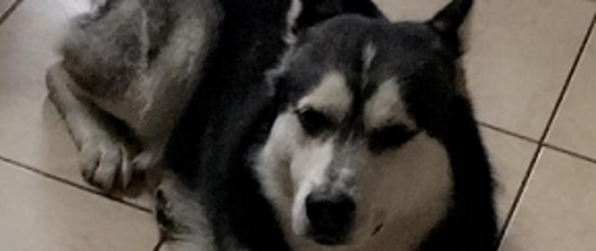 Pies w typie husky