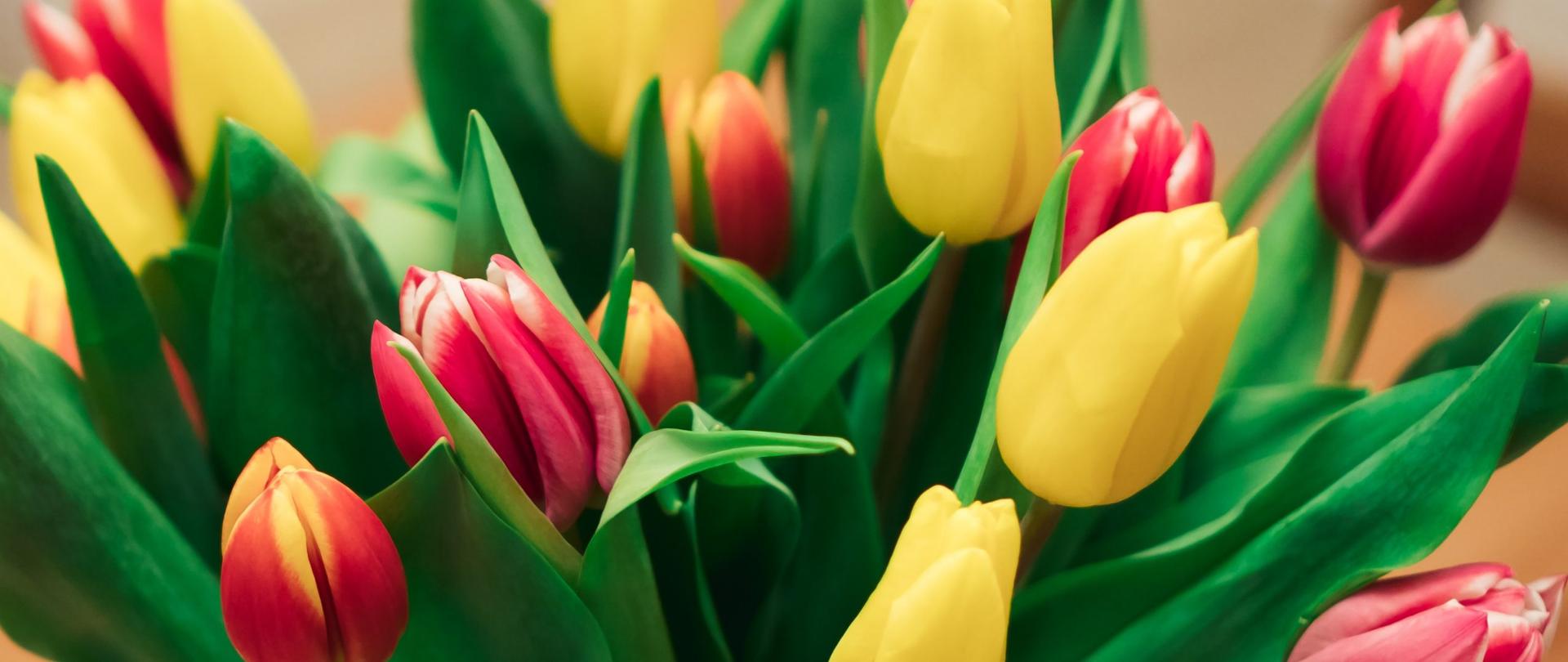 Bukiet czerwono żółtych tulipanów z okazji Dnia Kobiet