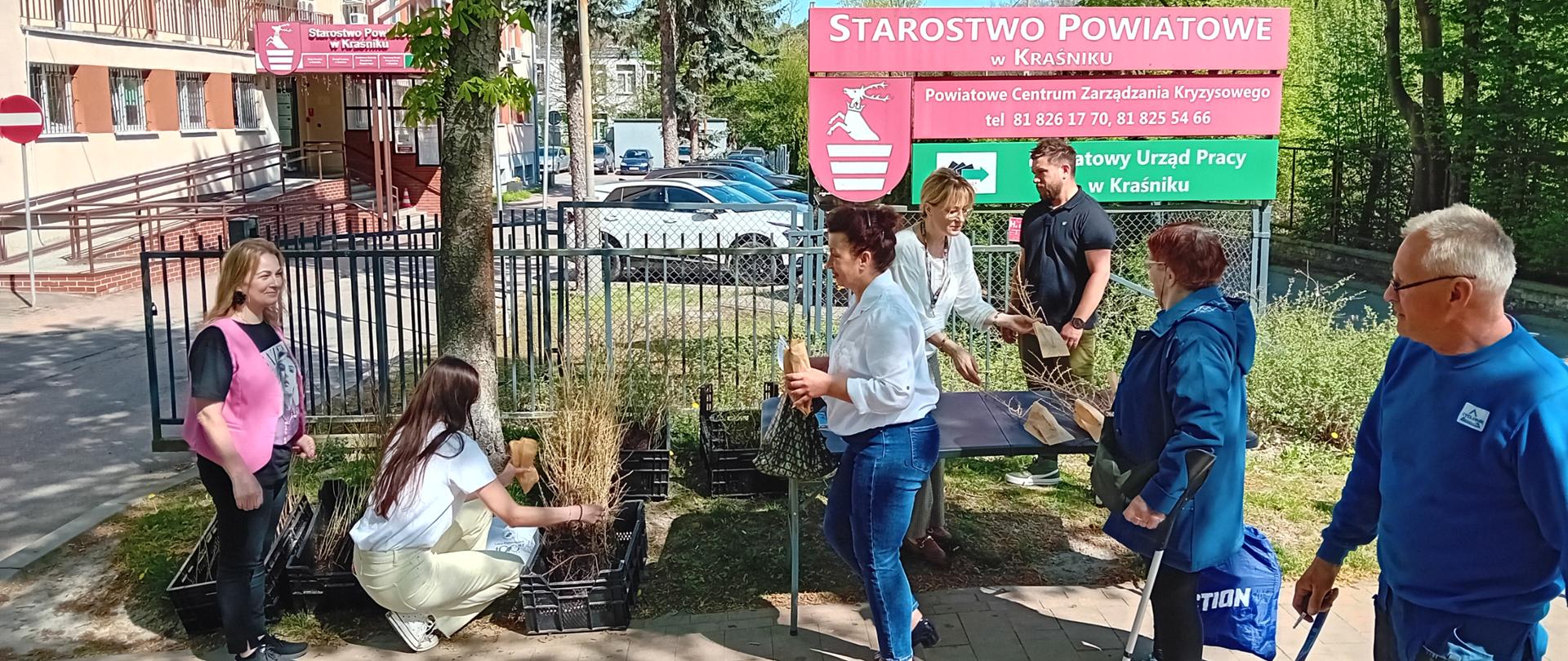 dzień ziemi rozdawanie sadzonek