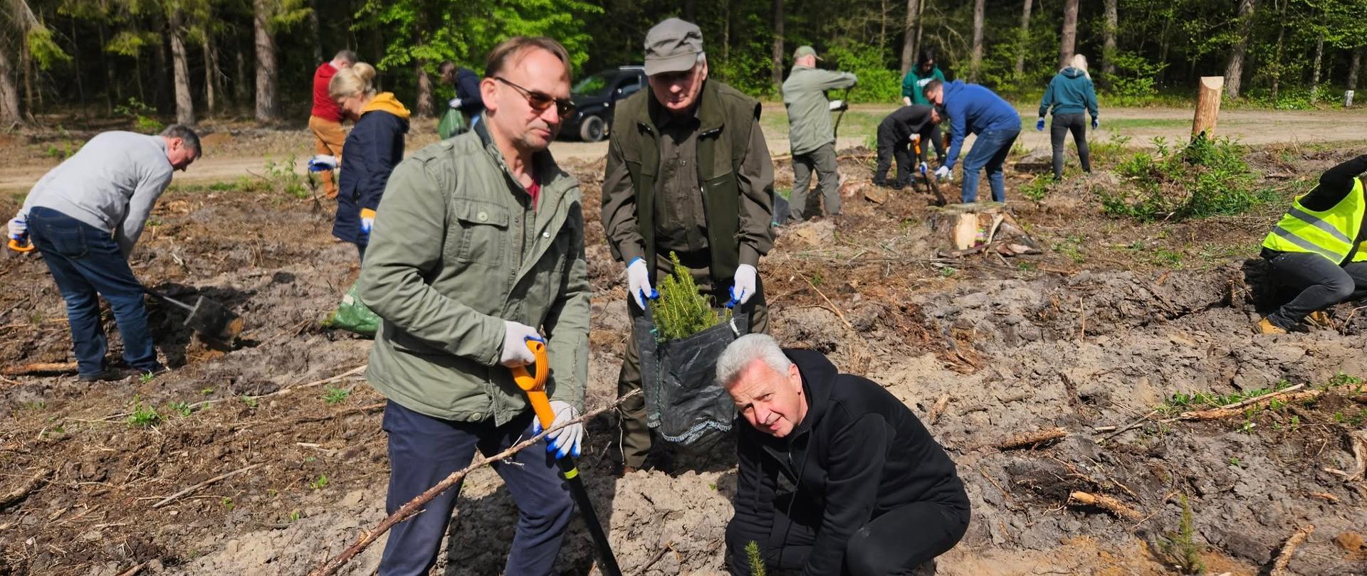 Wicestarosta Piotr Bożko wziął udział w akcji sadzenia lasu w Nadleśnictwie Bielsk 