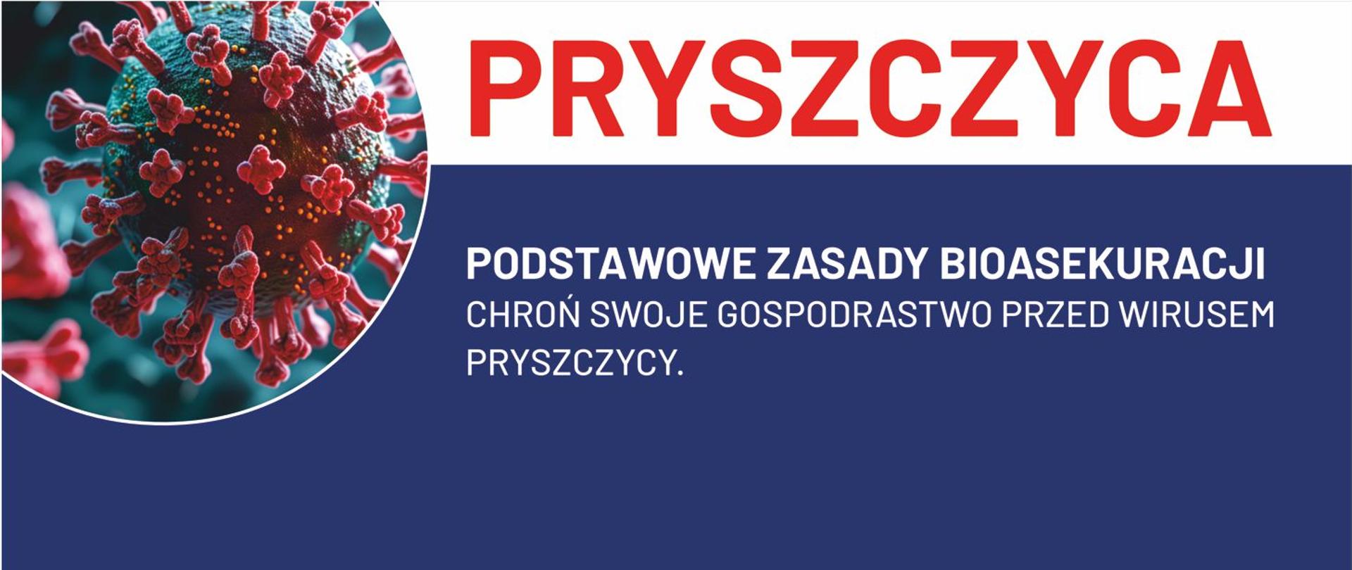 Pryszczyca
