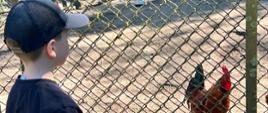 Chłopczyk ogląda kury na wybiegu