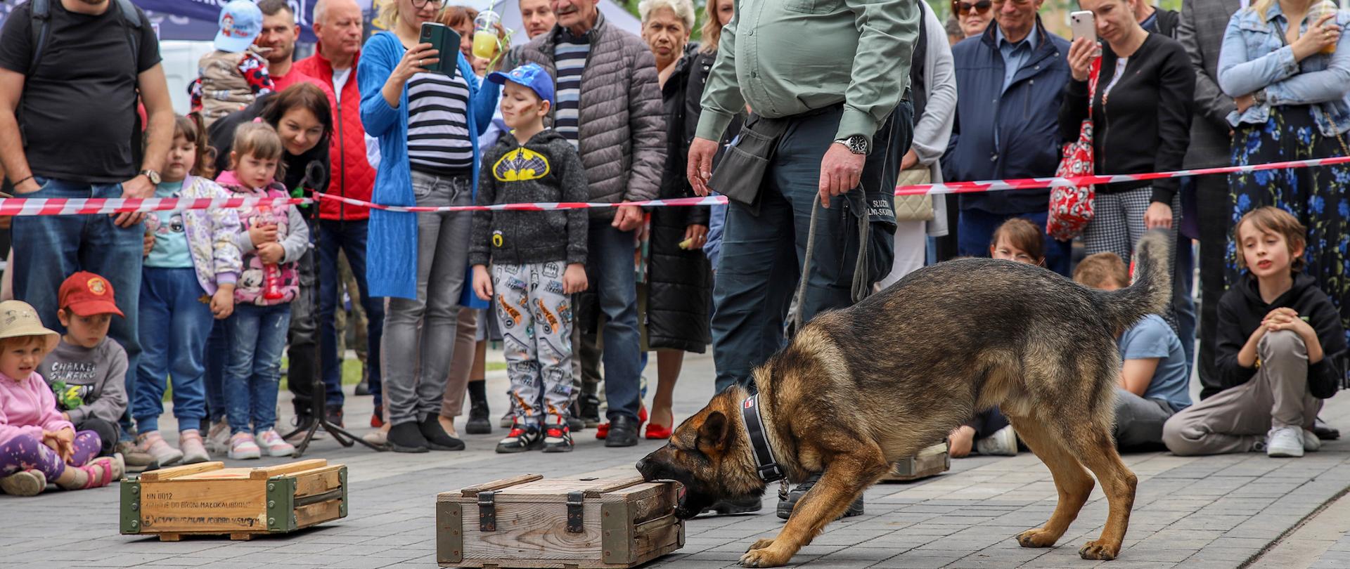 Funkcjonariusz Straży Granicznej z psem służbowym podczas pokazu pracy psa tropiącego. Pies węszy drewnianą skrzynkę, wokół zgromadzona jest grupa dzieci i dorosłych obserwujących pokaz z zaciekawieniem. W tle widać namioty promocyjne i balony.