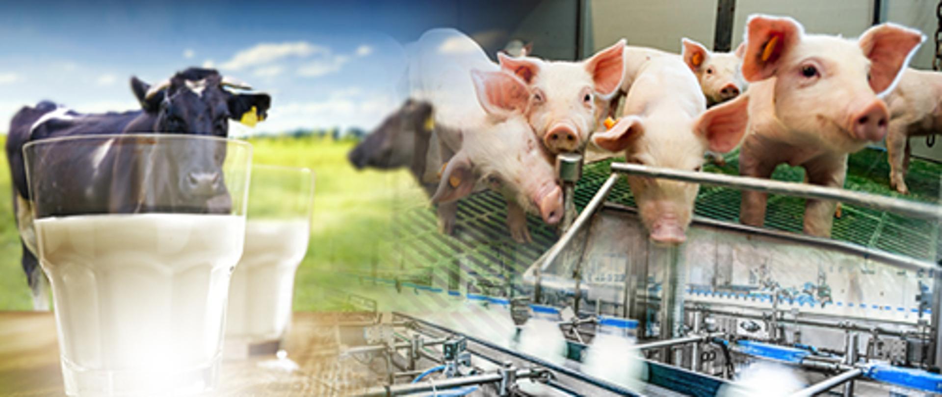 Modernizacja gospodarstw: pięć naborów wniosków w jednym terminie 