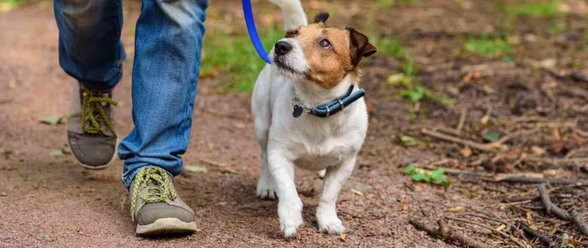  informacja dla właścicieli psów