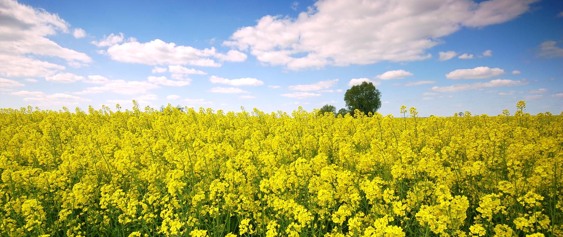 Pole rzepaku, a w tle drzewo i chmury