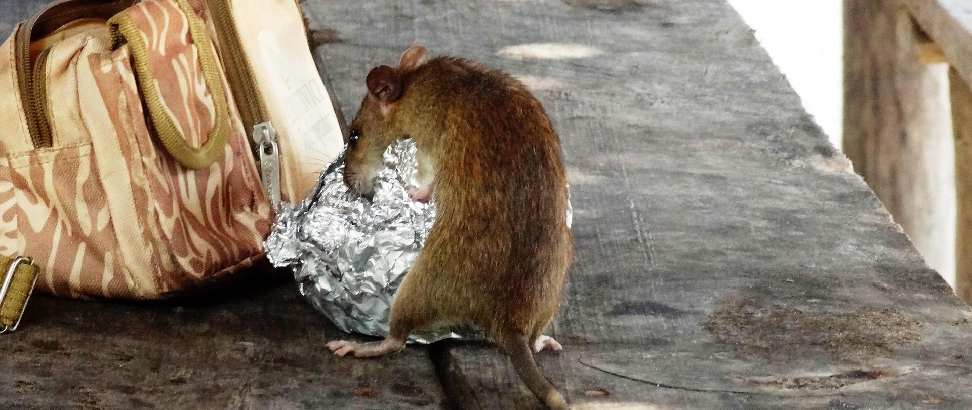 Szczur na drewnianej ławce próbujący dostać się do bułki zawiniętej w folię aluminiową leżącej obok torby.