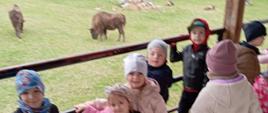 Zwiedzanie Rezerwatu Pokazowego Żubrów