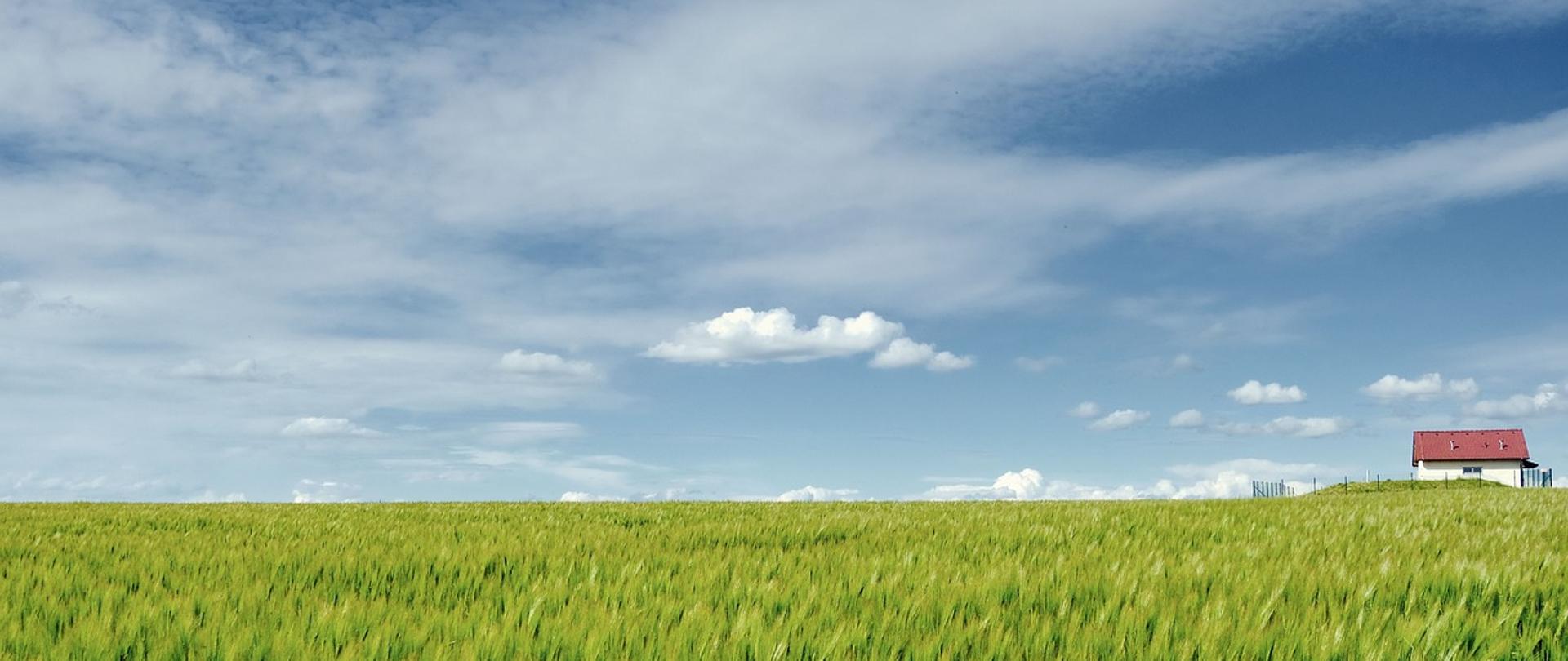 Zielone pole zboża z domem o czerwonym dachu na horyzoncie pod błękitnym, lekko zachmurzonym niebem.