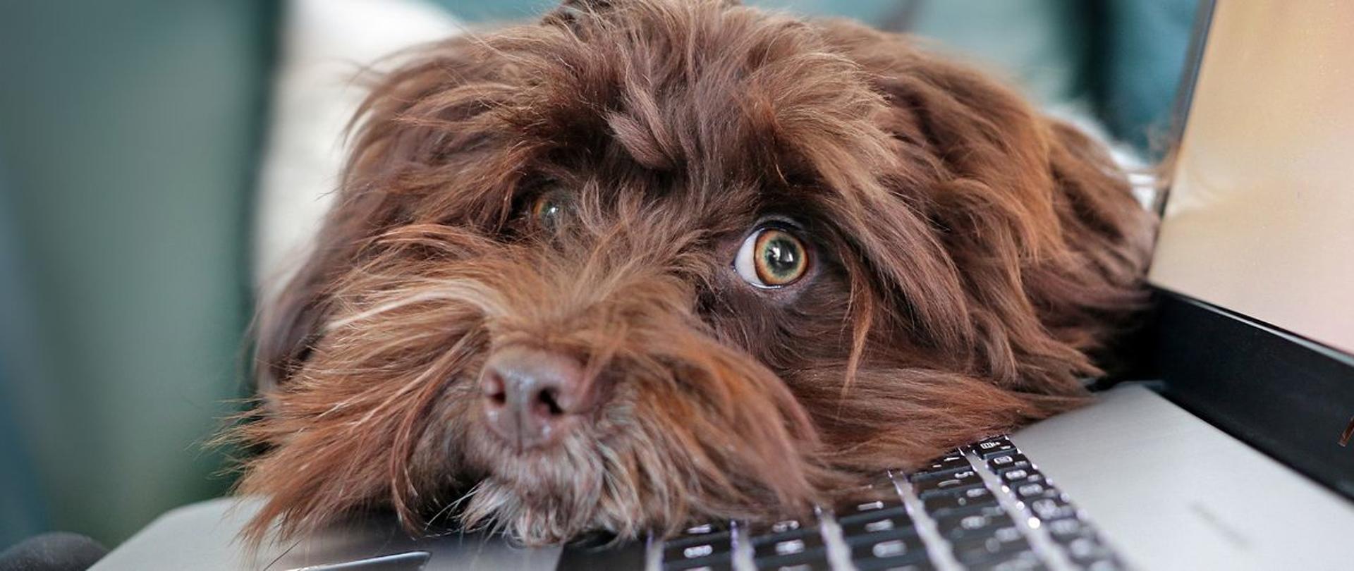 Długowłosy pies o umaszczeniu brązowym opiera głowę o klawiaturę otwartego laptopa.
