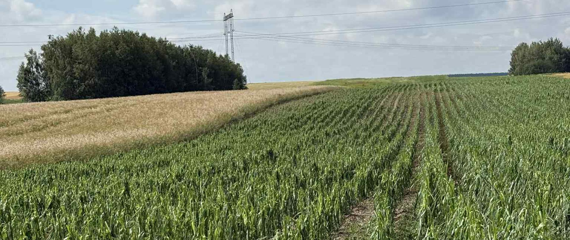 Na zdjęciu widać uprawę kukurydzy zniszczonej przez grad.