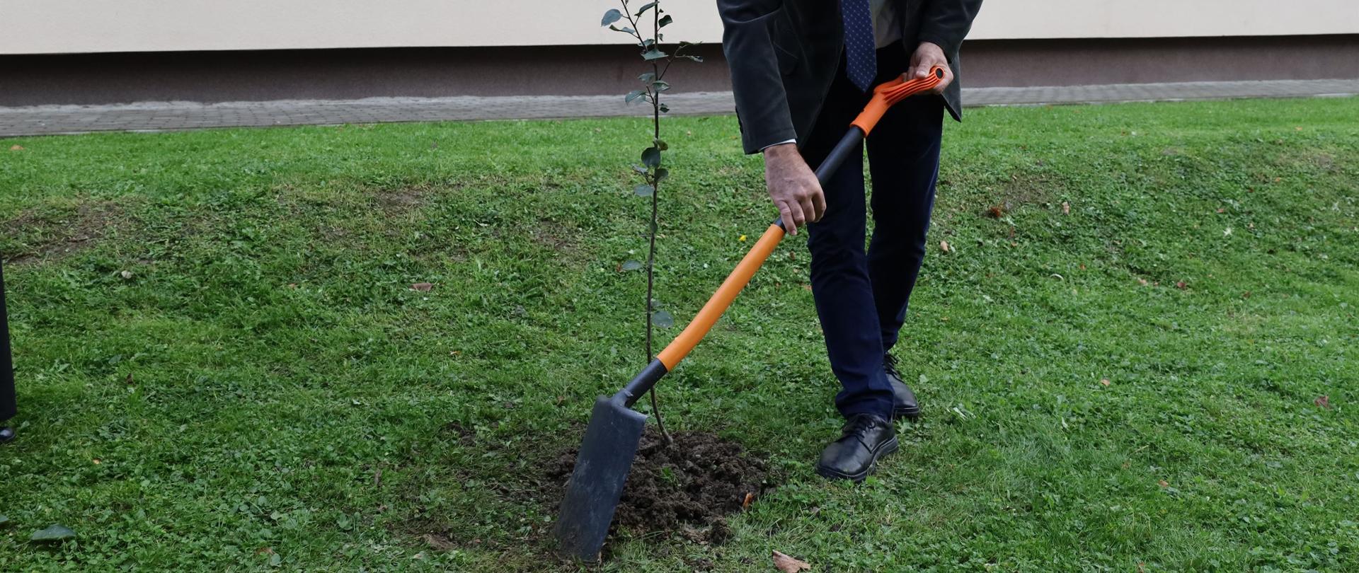 W Szebniach posadzono jabłoń na cześć rodziny Ulmów