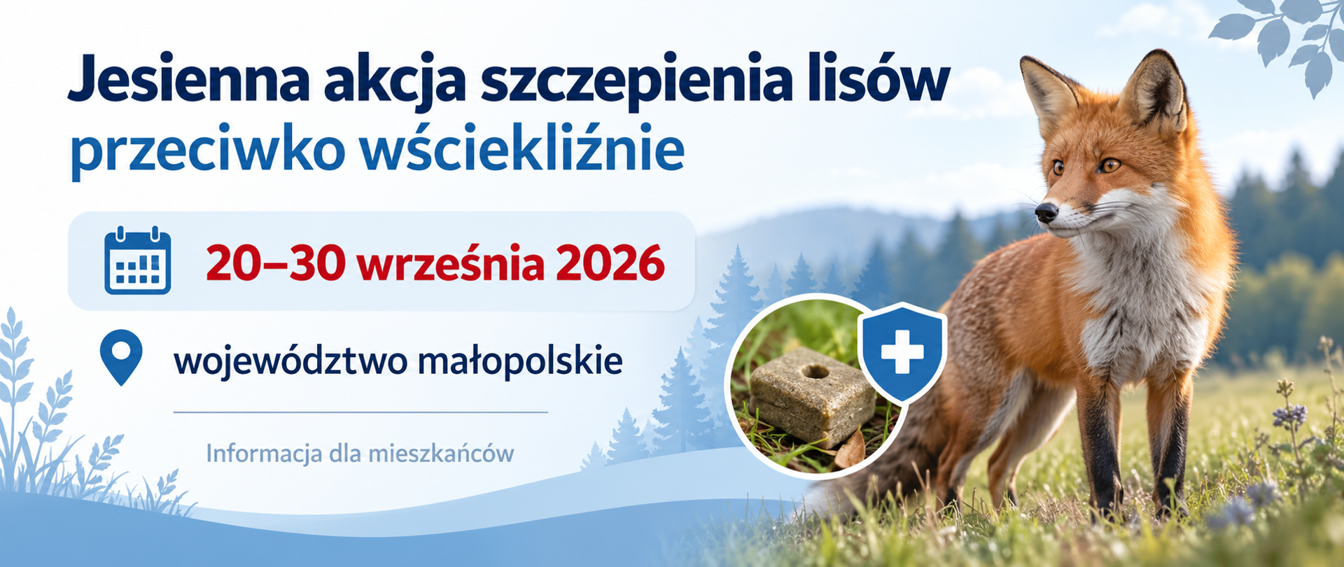 Grafika informacyjna dotycząca jesiennej akcji szczepienia lisów przeciwko wściekliźnie. Po lewej stronie widnieje informacja o terminie akcji: 20–30 września 2026 roku oraz obszarze jej prowadzenia – województwie małopolskim. Po prawej stronie znajduje się lis na tle naturalnego krajobrazu oraz symbol szczepienia i przynęty ze szczepionką.