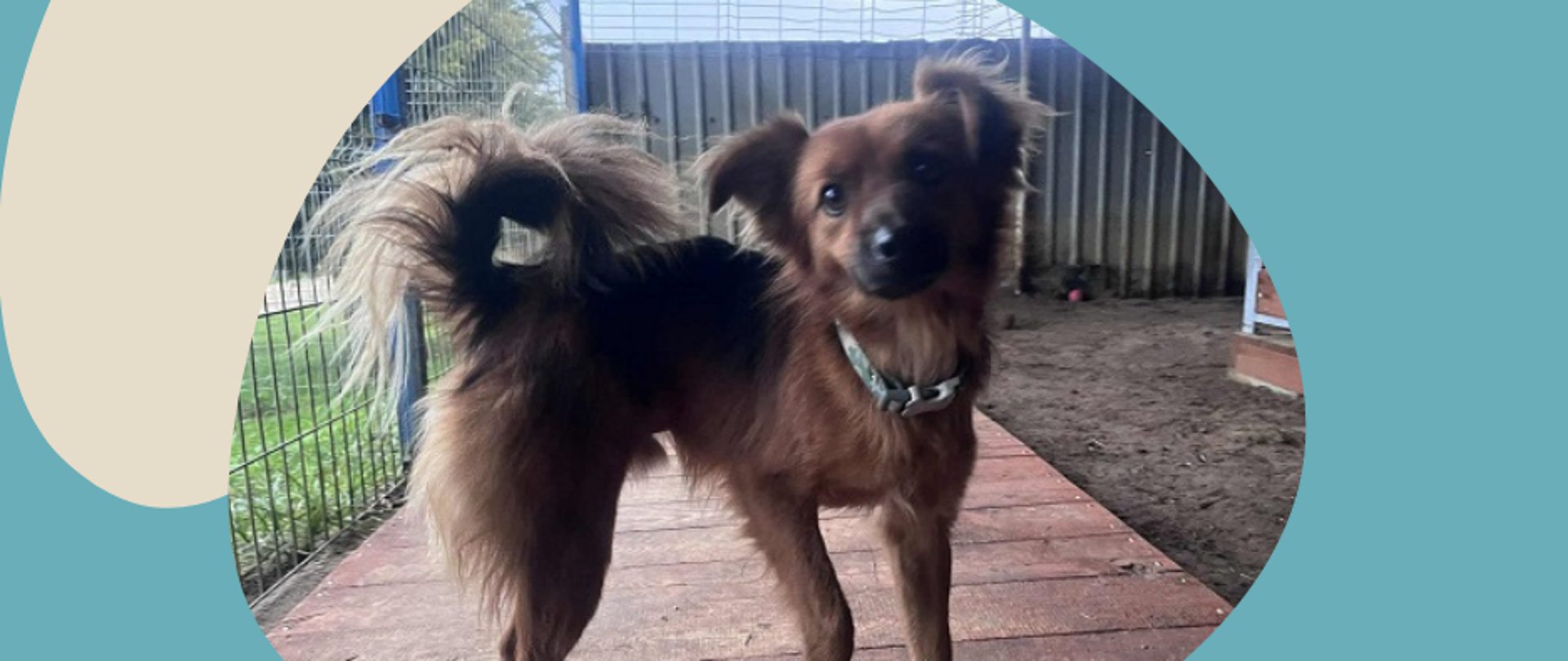 Pies stojący na ścieżce z desek