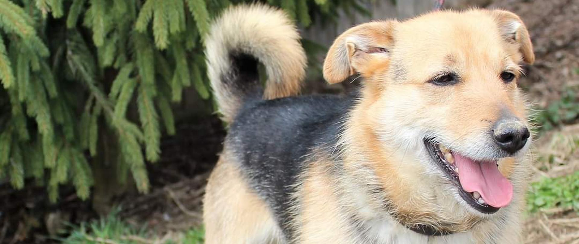 Pies, mały, czarno – brązowy, szorstkowłosy