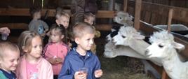 Dzieci karmią alpaki