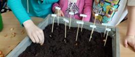 Dzieci sadzą cebulki w doniczce