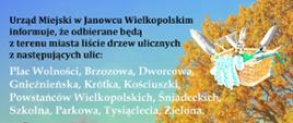 Liście drzew ulicznych - informacja
