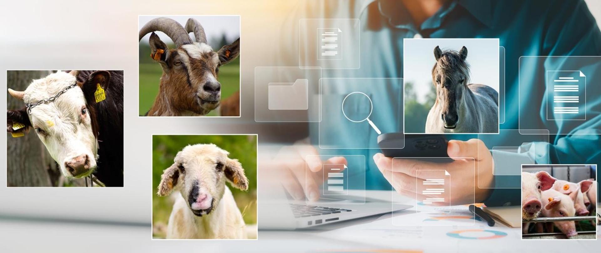 e-zgłoszenia dotyczące zwierząt