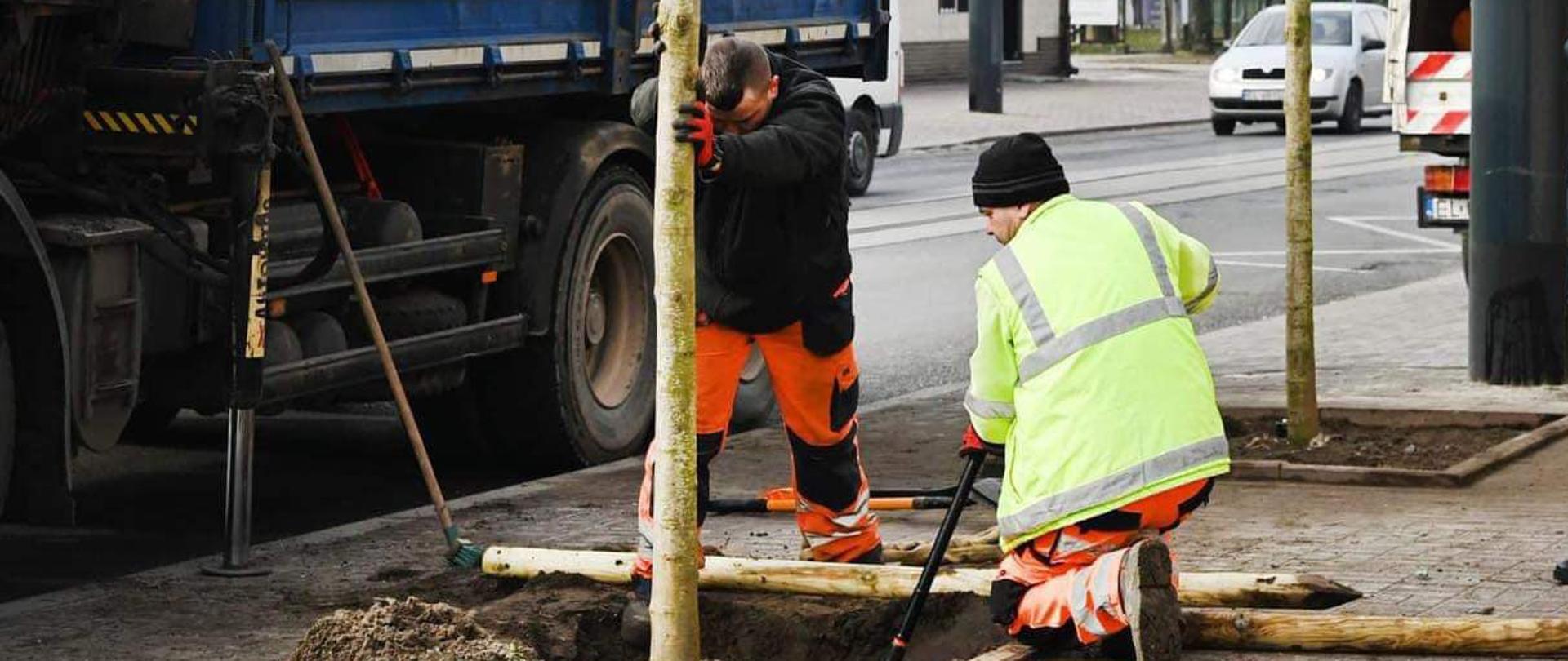 Dwóch pracowników w odblaskowych strojach roboczych sadzi pięciometrowe drzewo przy głównej ulicy w mieście, w tle duży samochód dostawczy z dźwigiem.